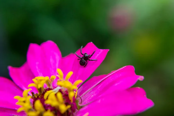 Pembe zinnia çiçekleri içindeki küçük örümcek