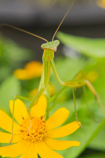 Yeşil Peygamberdeveleri, Mantodea 'nın bir çiçeğe tünediği bir emirdir.