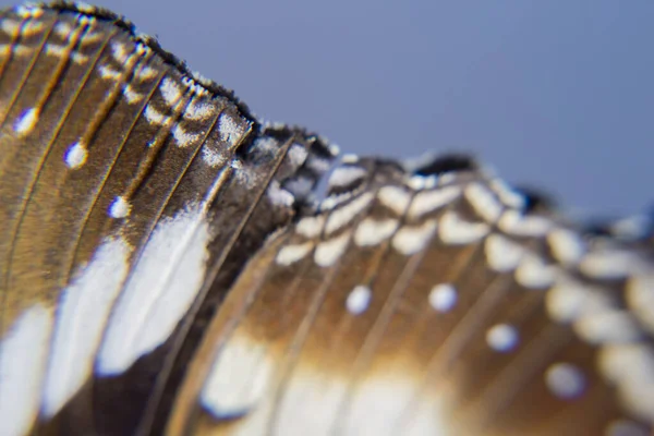 Takip edilen Judy, Abisara Neophron Kelebeği