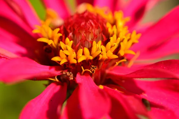 Kızıl Zinnia çiçeğinin çiçekli yakın fotoğrafını çek.