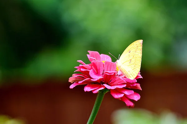 Ortak Brimstone, Gonepteryx rhamni sarı kanatlı bir kelebektir.