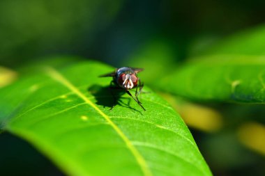 Et sineklerine lahit denir. Bu sinekler bazen yeşil yapraklara konur.