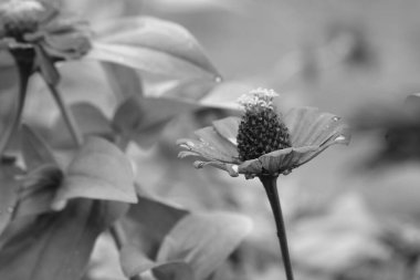 siyah ve beyaz çiçek