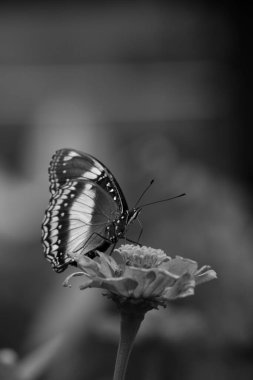 Endonezya 'da Monokrom, Hypolimnas bolina' ya Kupu-Kupu Renda ya da diğer bir deyişle eggfly, büyük patlıcan sineği deriz.