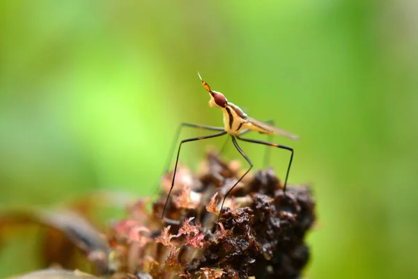 Pequeño Insecto Está Pie Flor Madura — Foto de Stock