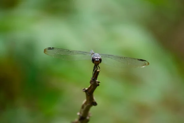 Une Libellule Perchée Sur Une Branche Pour Reposer Ses Ailes — Photo