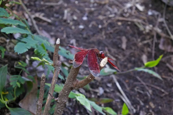 Dragonfly Σκαρφαλωμένο Μωβ Λουλούδι — Φωτογραφία Αρχείου