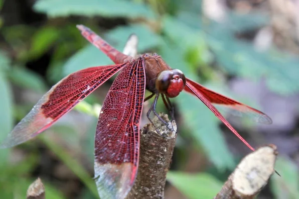 Dragonfly Perched Purple Flower — Stock Photo, Image