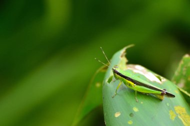 Yeşil çekirge yaprağın üzerine tünemiş.