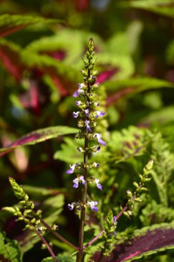 Coleus (Plectranthus scutellarioides)