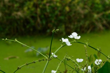 Beyaz sagittaria sagittifolia, bataklıktaki çiçekler gibidir.