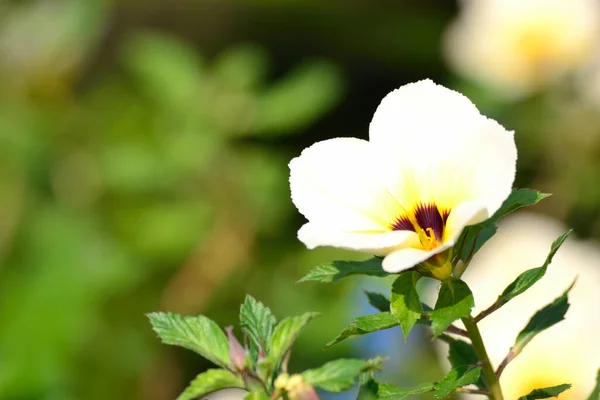 Bahçedeki Beyaz Turnera Subulata çiçeği 