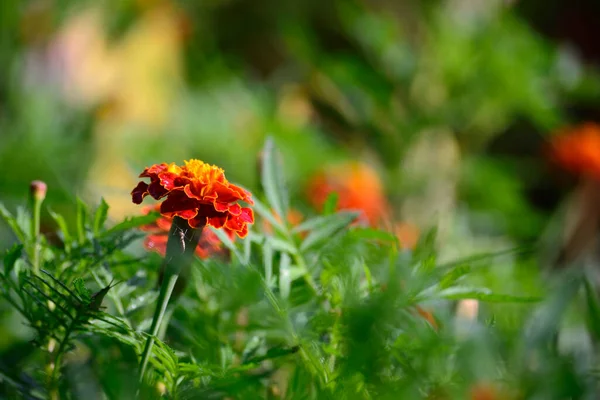 Bahçedeki Marigold Tagetes Kulübesi