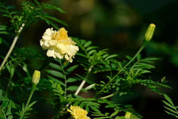 Sarı Kasımpatı Morifolium Ramat çiçek açıyor
