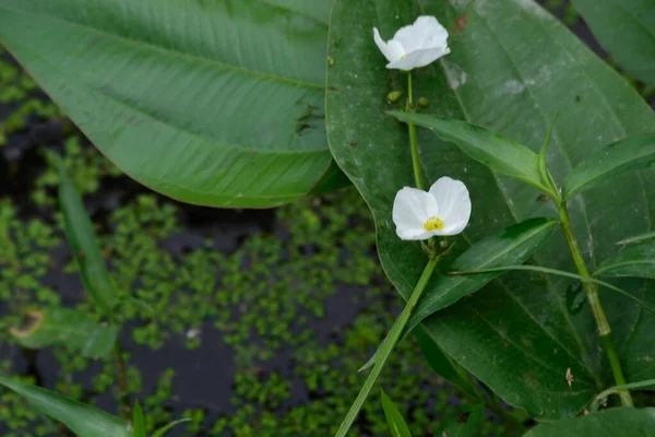 Beyaz sagittaria sagittifolia, bataklıktaki çiçekler gibidir.
