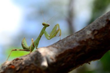 Gökyüzü arkaplanlı mantid yaprakları üzerinde