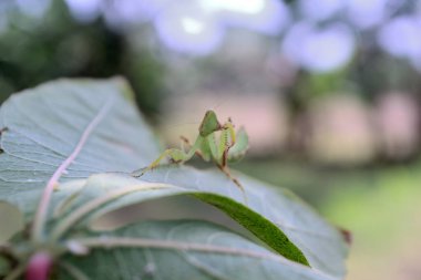 Gökyüzü arkaplanlı mantid yaprakları üzerinde