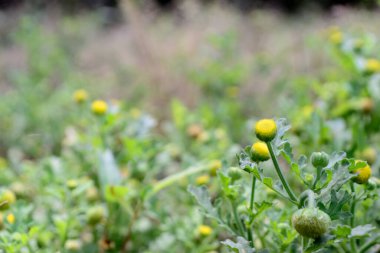 Yaklaş, güzel sarı çiçekler
