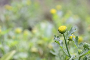 Yaklaş, güzel sarı çiçekler