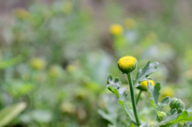 Yaklaş, güzel sarı çiçekler
