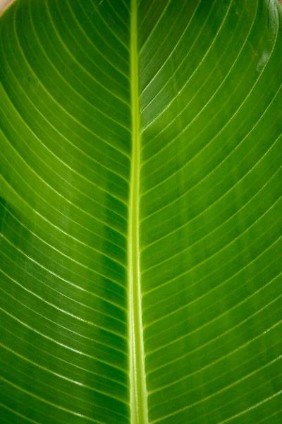 Nature Yellow Banana Leaf Bone — Stock Photo, Image