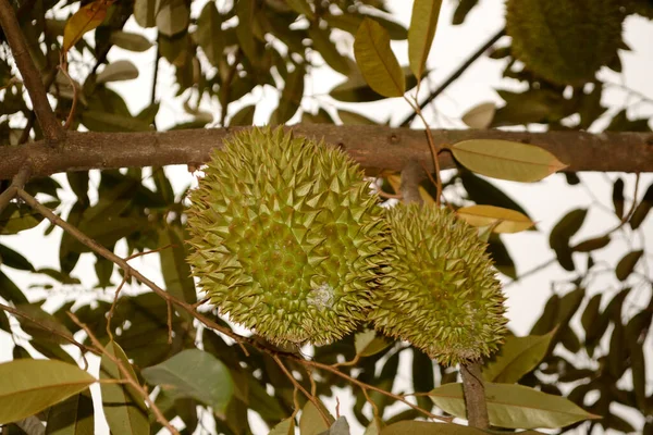 Ağaçta iki durian.