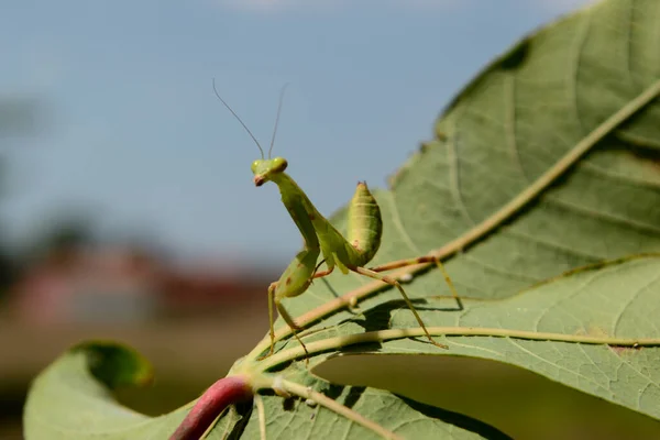 Gökyüzü arkaplanlı mantid yaprakları üzerinde