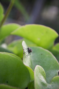 Sabahleyin çiğ ve uçarak güzel gün ışığına çıkarlar.