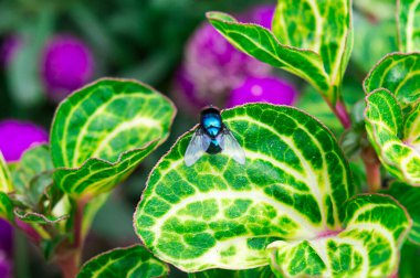Yapraklara tünemiş sinekler.