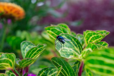 Yapraklara tünemiş sinekler.