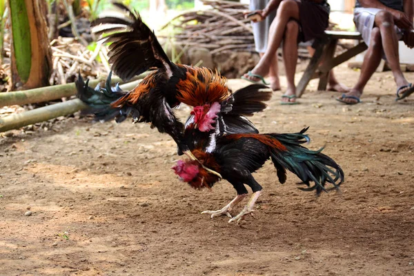 Cockfighting is a game of fighting two chickens in an arena untul one of the chickens runs away or loses