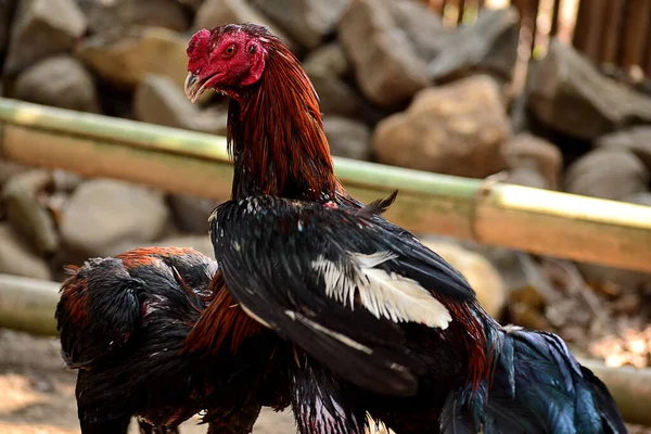 Horoz dövüşü bir arenada iki tavuk dövüşü oyunudur. Ta ki tavuklardan biri kaçana ya da kaybedene kadar.