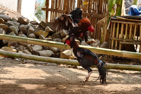Cockfighting is a game of fighting two chickens in an arena untul one of the chickens runs away or loses