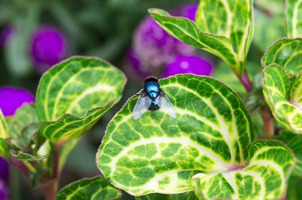Yapraklara tünemiş sinekler.