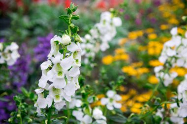 Beyaz Lavanta, Endonezya 'da ekilebilen bir tür lavanta.