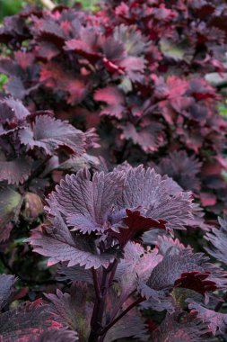 Mor kırmızı yapraklar kereviz yaprakları gibi