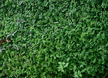 Arka plan, yeşil çitli ev gölgeli büyüyor.