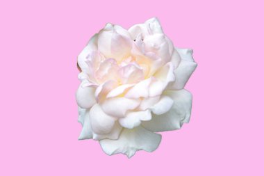 Güzel açan beyaz güller