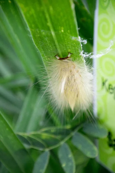 Bambudan gelen sarı tırtıl