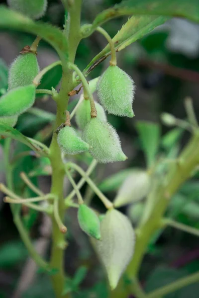 Balsam, altın balsam, gül balsamı olarak da bilinir. Dokunma bana, benekli yosun.