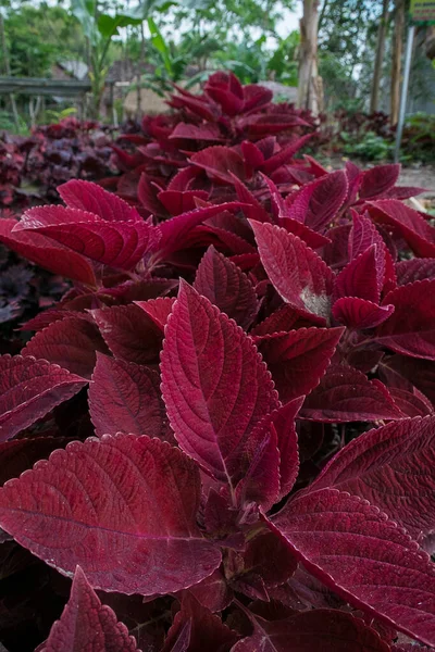 Plectranthus Scutellarioides Vulgarmente Conhecidos Como Coleus — Fotografia de Stock