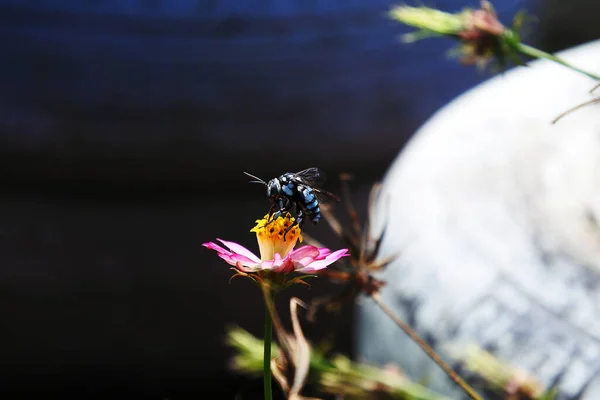 Symbiotic flowers and insects at Your Garden