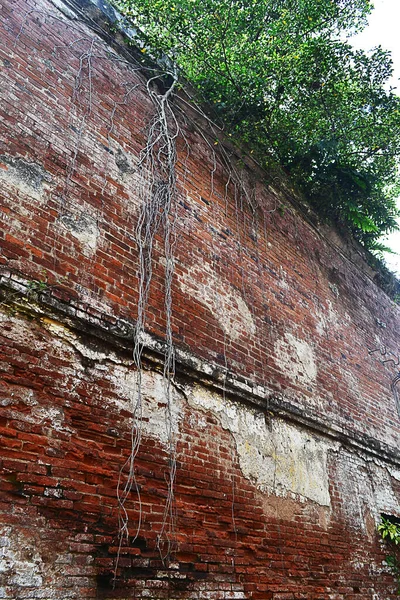 A tree grows on the wall with hanging roots