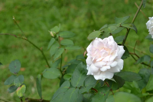 Güzel açan beyaz güller