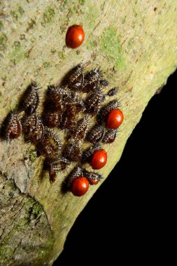 Bebek kırmızı uğur böceği ve kabuktaki koza