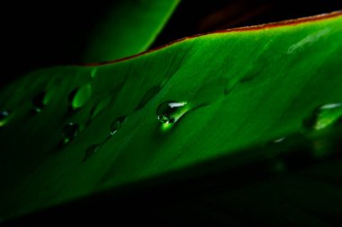 Yeşil bir yaprağın üzerindeki çiğ tanesi