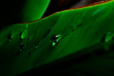 Yeşil bir yaprağın üzerindeki çiğ tanesi