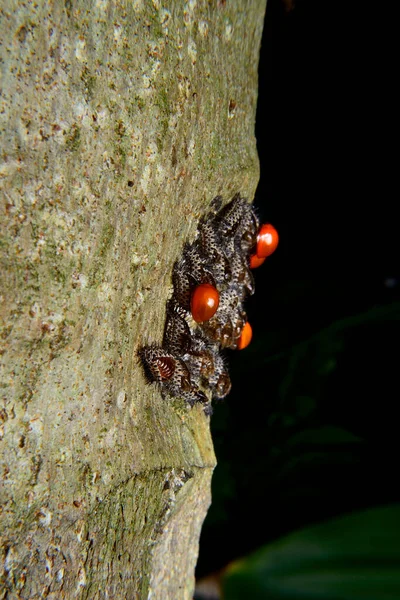 Baby Red Ladybug Cocoon Bark — Stock Photo, Image
