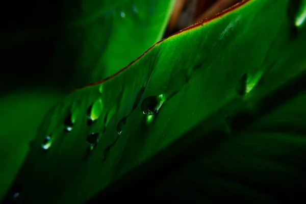 Rocía Una Hoja Verde —  Fotos de Stock