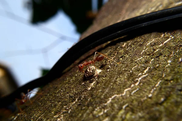 Attività Formica Formica Rossa Cammina Una Corteccia — Foto Stock